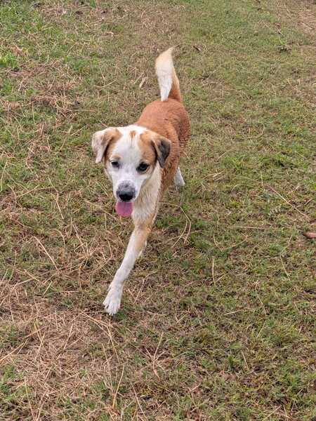 Adopter Brejo