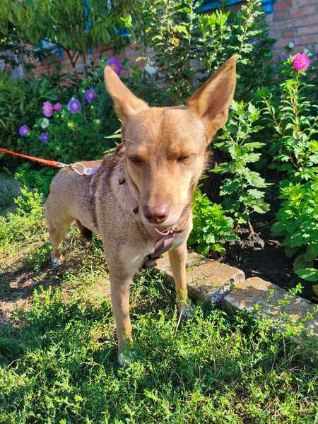 Adopter Gera