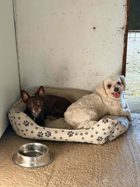Adopter Tuli et Pirata 