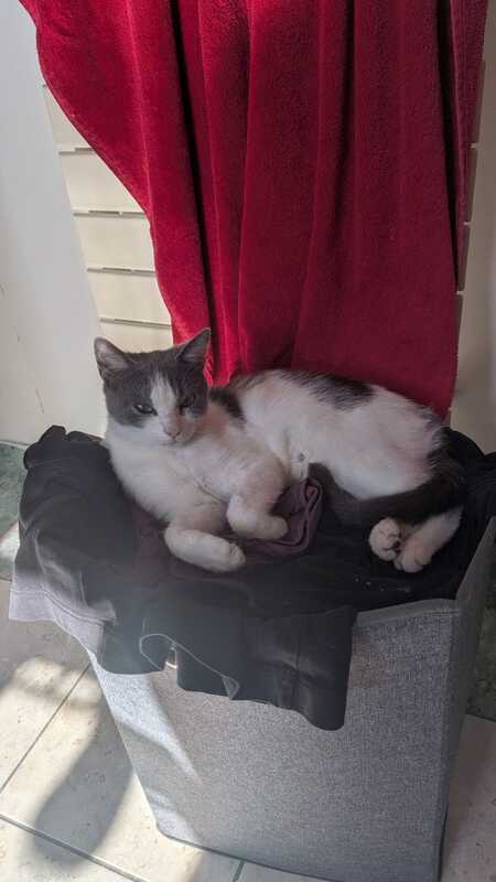 Adopter Friponne