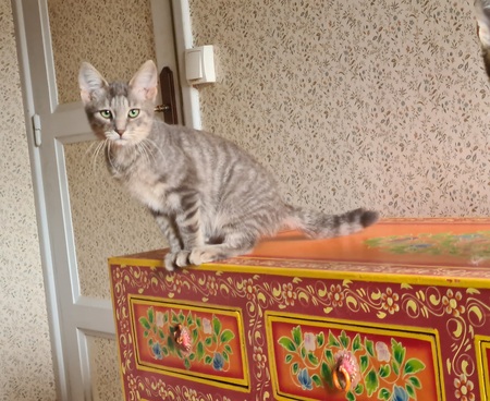 Adopter Rusty