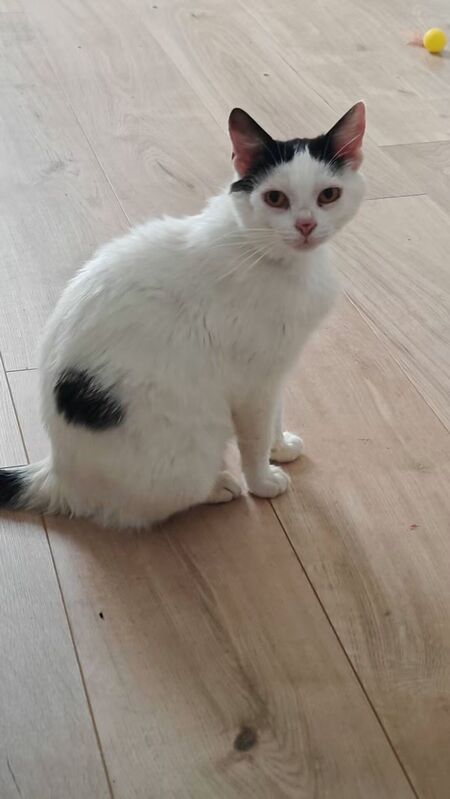 Adopter ANGELINA