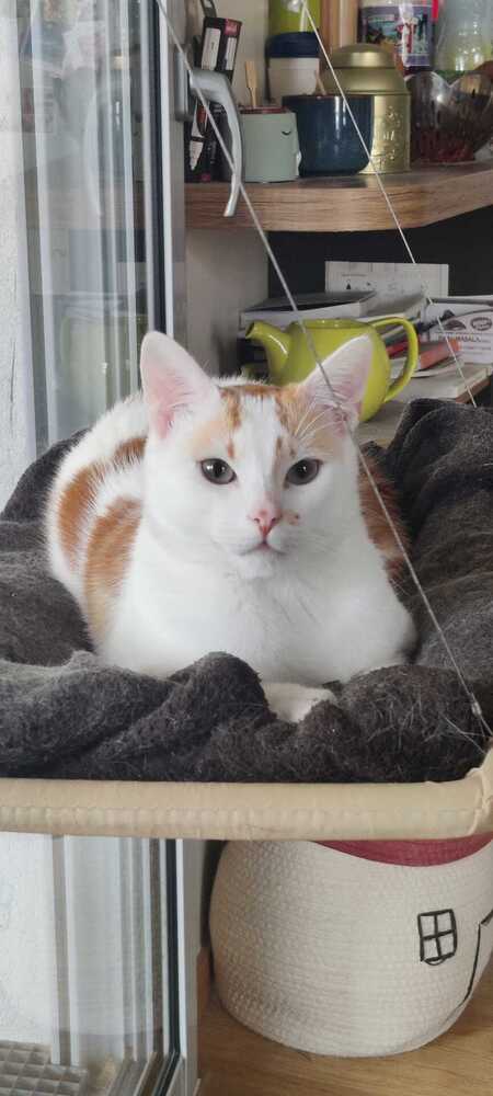 Adopter Hugin