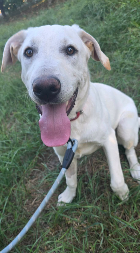 Adopter Jonas