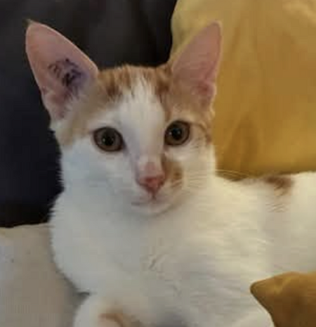 Adopter BISCUIT 