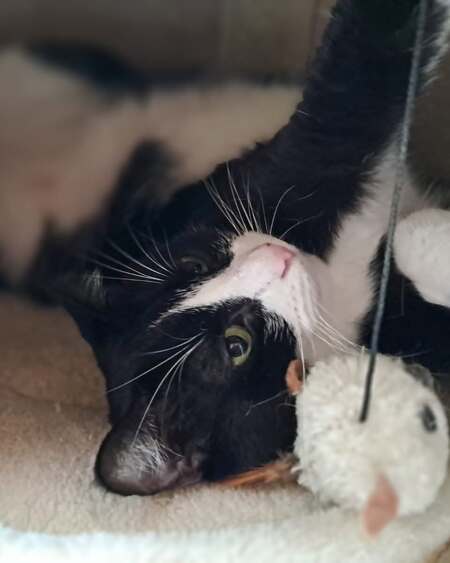 Adopter Oreo