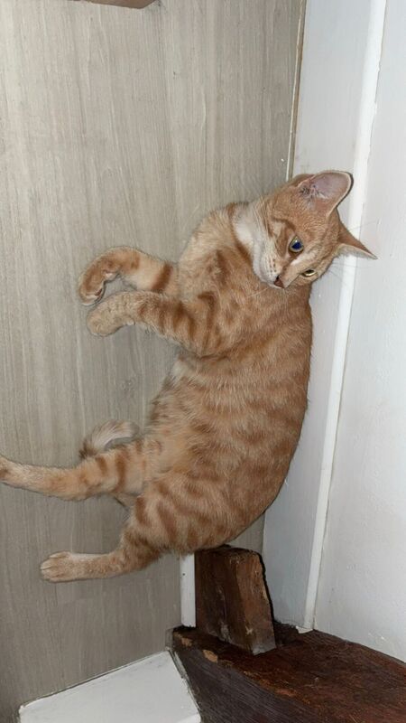 Adopter Meryl