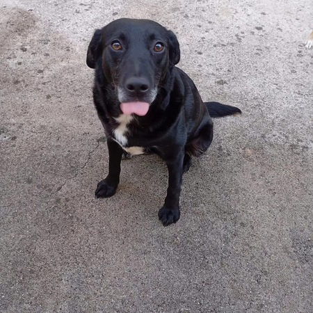 Adopter Pipa