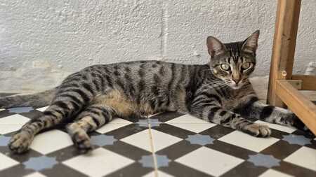 Adopter PEGGY