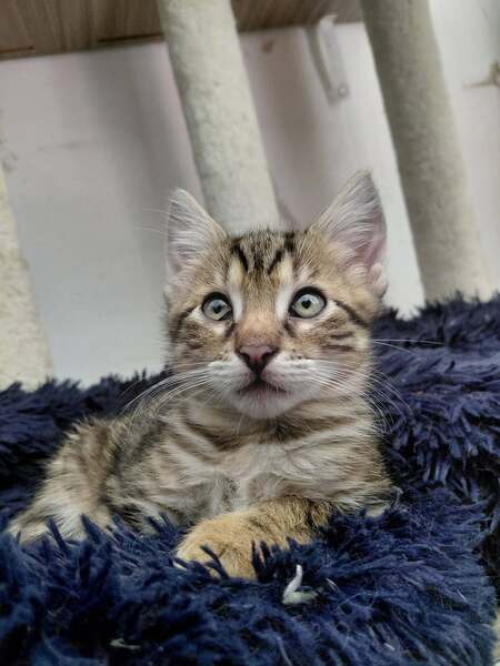 Adopter Baâl