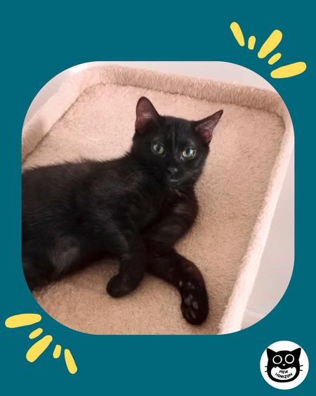 Adopter Makus