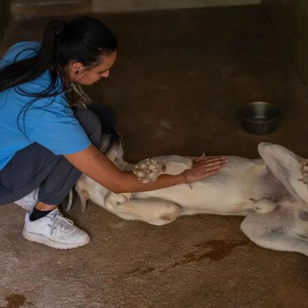 Adopter Fito