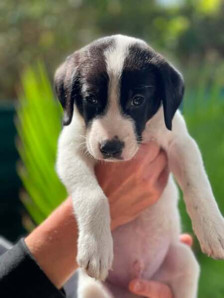 Adopter Oscar