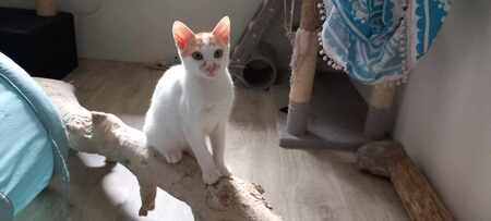 Adopter Freecat