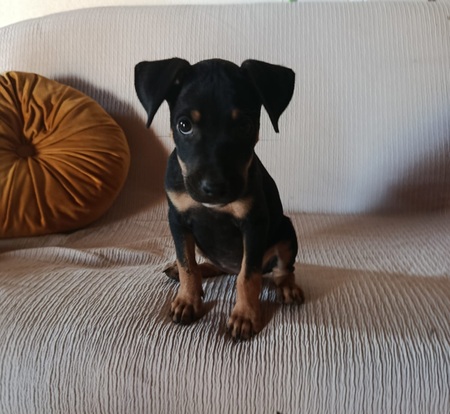 Adopter Edena