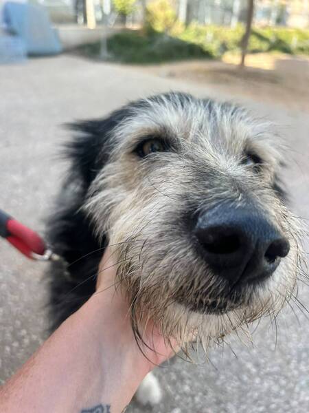 Adopter Sam