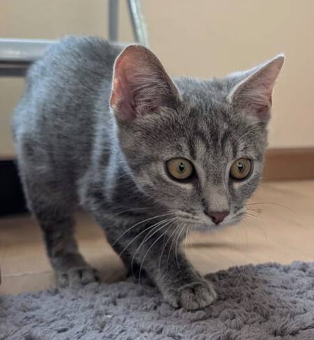 Adopter Cendro