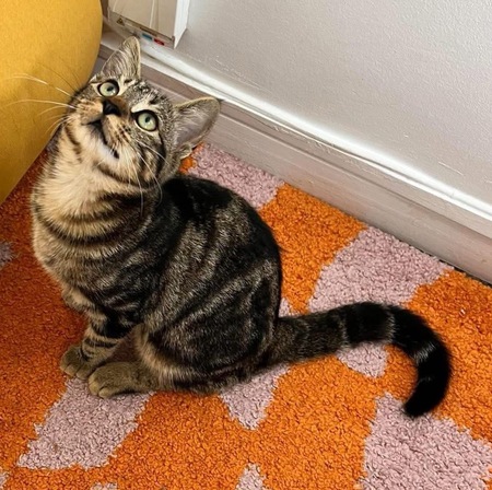 Adopter Valencia 