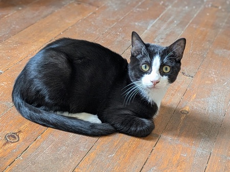 Adopter Bebel