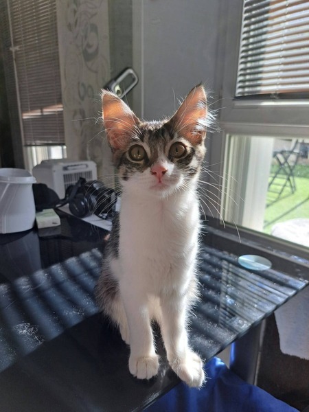 Adopter Bianca