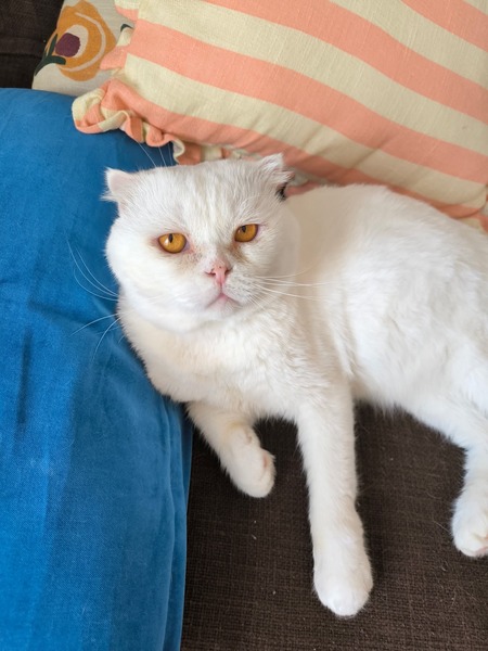 Adopter Nestor