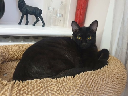 Adopter Marie-Oceane 