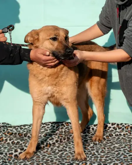 Adopter Pixie