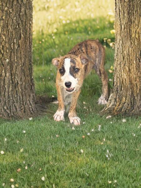 Adopter Yara