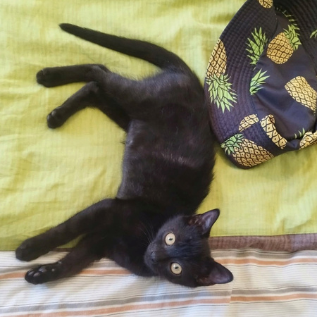 Adopter Erik