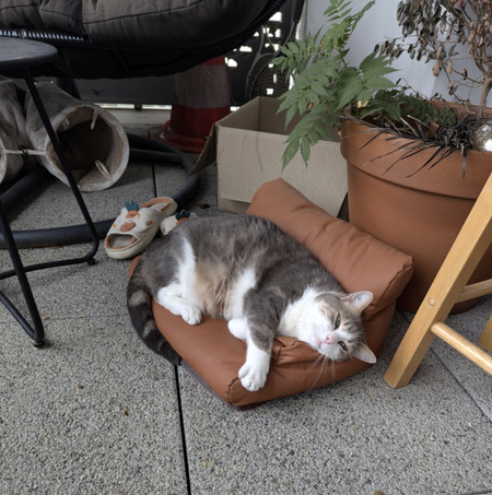 Adopter Velour