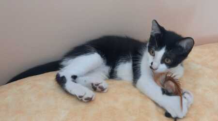 Adopter Bout'Chou