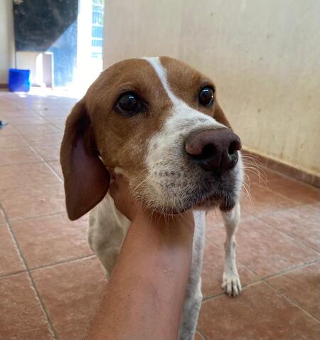 Adopter Blanco