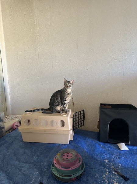 Adopter Nola