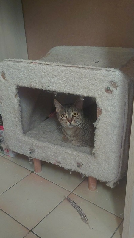 Adopter Sienna