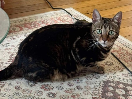 Adopter Santano 