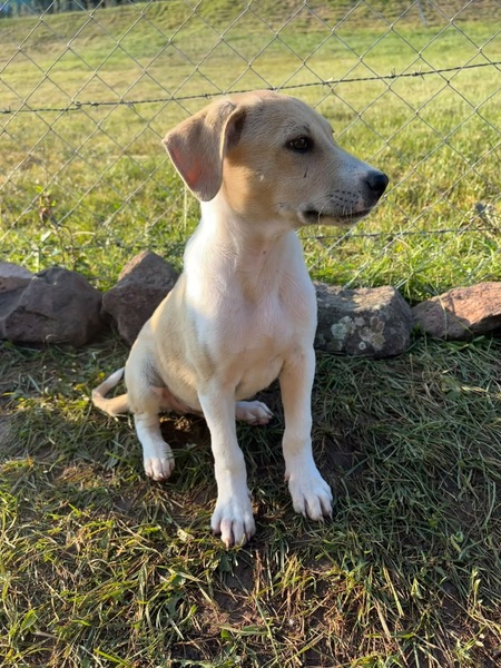 Adopter Toby