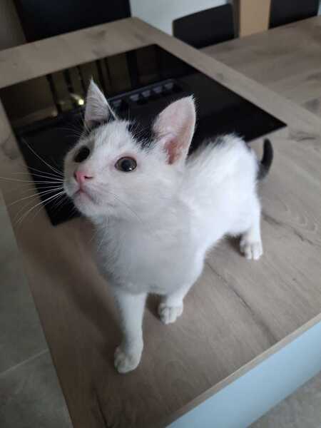 Adopter Doug