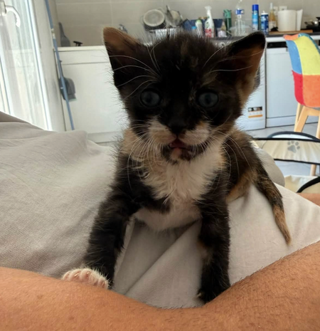 Adopter MARIAH