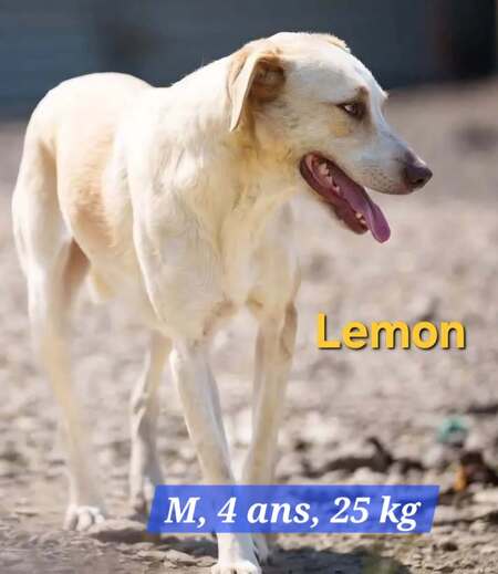 Adopter LEMON