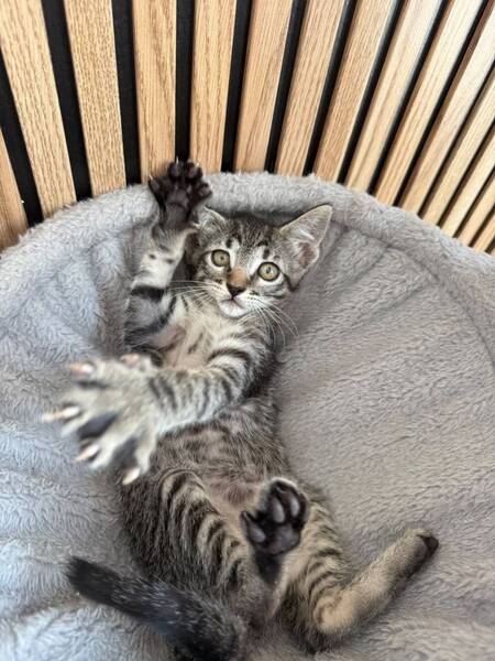 Adopter Juana
