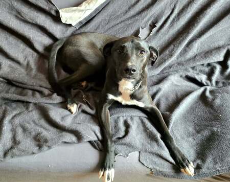 Adopter Carrie