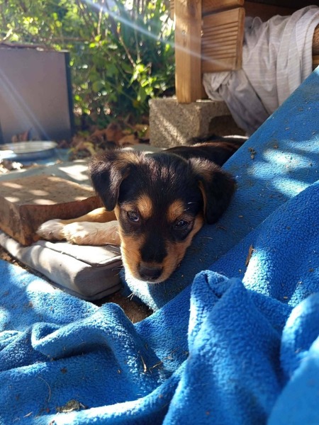 Adopter Mafa