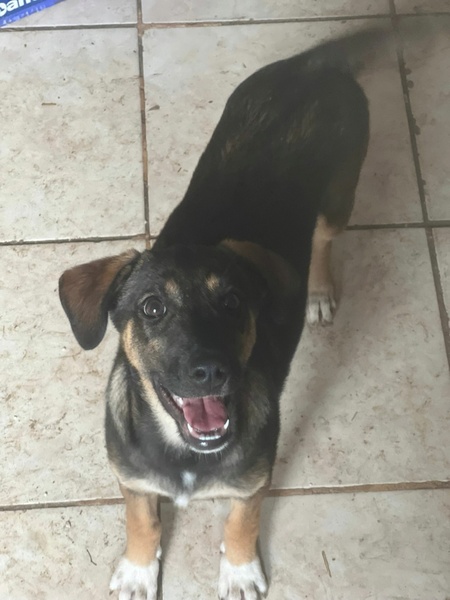 Adopter Immie