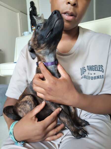 Adopter Stormy 