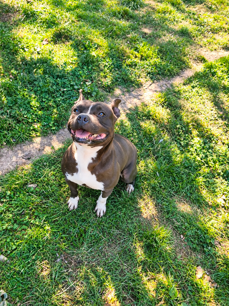 Adopter Pandora