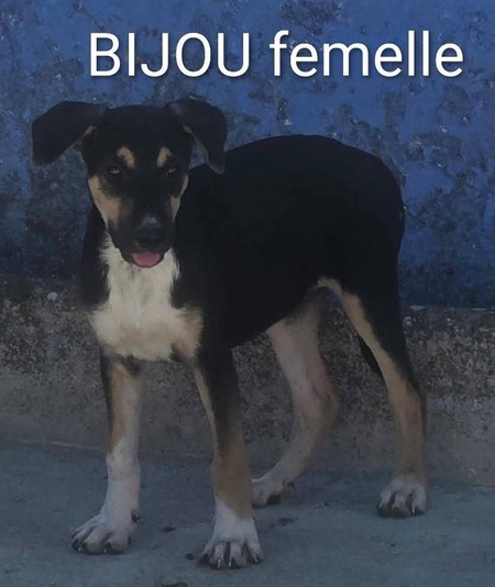 Adopter Bijou 