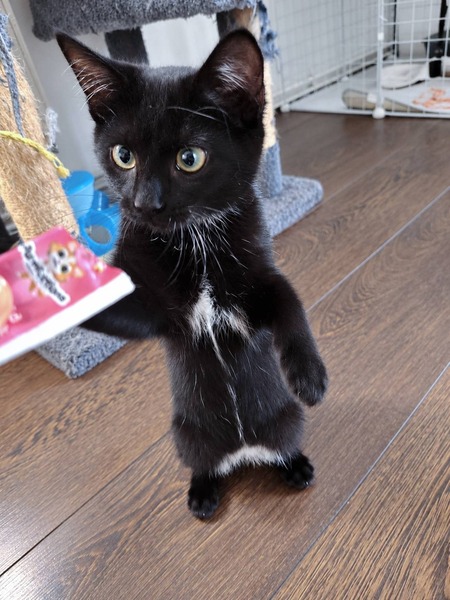 Adopter Brume