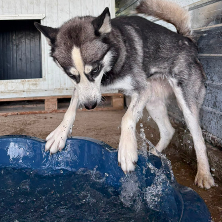 Adopter EMMA