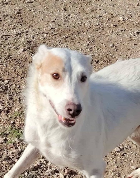 Adopter Nougat