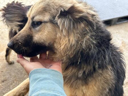 Adopter Edda